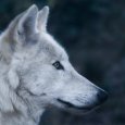 Три десятка волков застрелено на минувшей неделе в Архангельской области