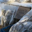В центре Архангельска изъяли 120 кг незаконно продаваемой рыбы 