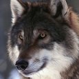 Архангелогородец сообщил о стае волков в Кемском поселке