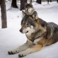 Заостровье стало новым эпицентром волчьих нападений на собак