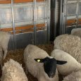 В архангельском порту Экономия на пути в Уйму застряли более 100 овец и баранов