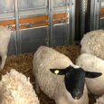 Россельхознадзор дал «добро» фермеру Ромбсу на выгрузку стада овец в Архангельске