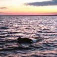 Тело пропавшего при крушении вертолета депутата найдено в Белом море близ Мудьюга