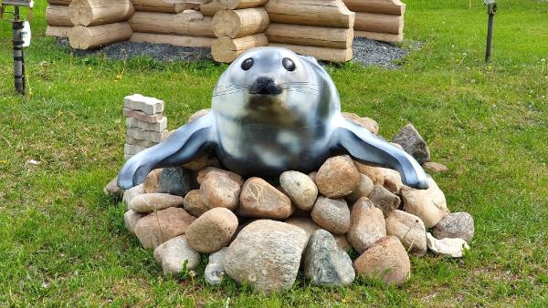 На каменный «берег» возле здания УФСИН в Архангельске вылез гренландский тюлень