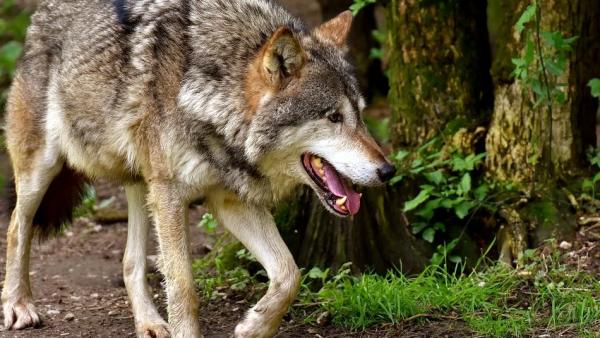 В Поморье подвели итоги по добыче волков: лидирует Вельский район