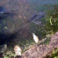 Жаркая погода: установлена причина массовой гибели рыбы в архангельском озере