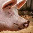Спустя полгода в Вельском районе вновь обнаружена африканская чума свиней