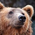 Дикий медведь держит в страхе жителей поселка Талаги под Архангельском