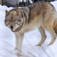 В окрестностях Архангельска волки вновь загрызли собаку