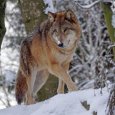 Волк-одиночка продолжает пугать в темное время суток горожан в центре Архангельска