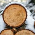 До конца года в России ограничили экспорт некоторых лесоматериалов 