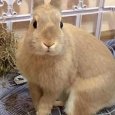 Мышь и кролик: глава Северодвинска поделился в соцсетях снимками домашних любимцев