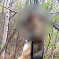 Очередная жестокая расправа над животным: в Северодвинске нашли повешенную собаку