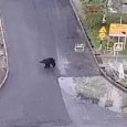 Ночная прогулка медведя стала единственным появлением хищника в Северодвинске
