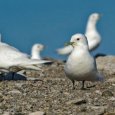 Научная экспедиция «Роснефти» изучит особенности популяции белой чайки в Арктике