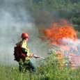 Власти Архангельской области сообщили о ликвидации всех лесных пожаров в регионе