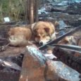 Потерявшему дом и хозяев при пожаре под Северодвинском псу ищут новую семью