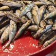 В Северодвинске изъята тонна рыбы «темного» происхождения