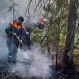 Жителям Архангельской области до конца лета запретили посещать леса из-за жары
