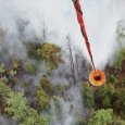 С начала недели в Архангельской области зафиксировано 13 лесных пожаров 