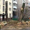 Жители дома в центре Архангельска возмущены действиями властей по рубке тополей