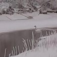 Два лебедя не смогли улететь из Архангельской области этой осенью