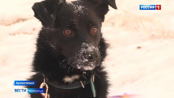 Волонтёр из Архангельска помогла псу Лунтику обрести семью на Севере