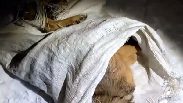 Мешок с мертвыми собаками обнаружен на окраине Архангельска
