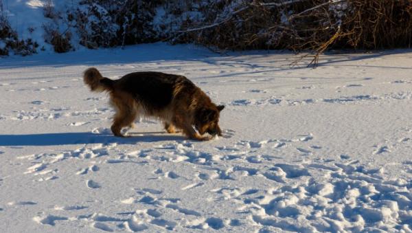 В Архангельске служебная собака отыскала за километры след магазинного вора 