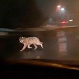 В Северодвинске застрелили волка, который гулял по городским улицам